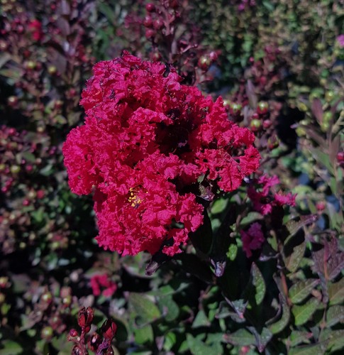 Lagerstroemia indica red - indica,
