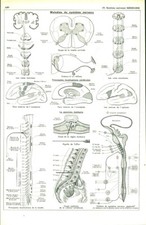 Antique Medicine Nervous System Diseases Document from 1953 Book