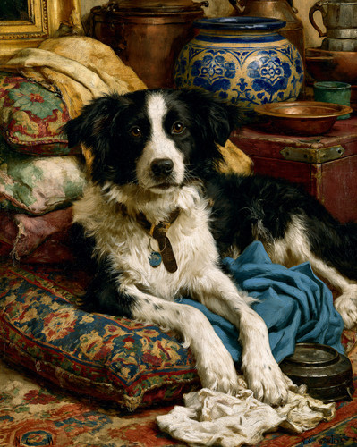 8x10 border collie cozy - border,