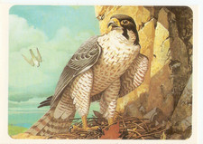 Disney: Animal Collection Sheet Mickey's Diary .No55 The Peeler Falcon