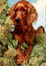Irish Setter, Setter irlandais, G. Withers, B. Coleman LTD, K Postcard