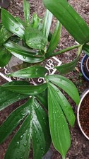 Philodendron "dragon tail " (rhaphidophora decursiva)