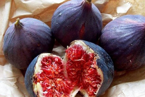 Genovese nero figue ficus - nero,