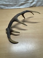 Corne De Cerfs En Plastique