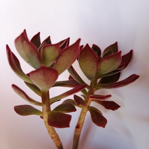 Cactus plante grasse - et,