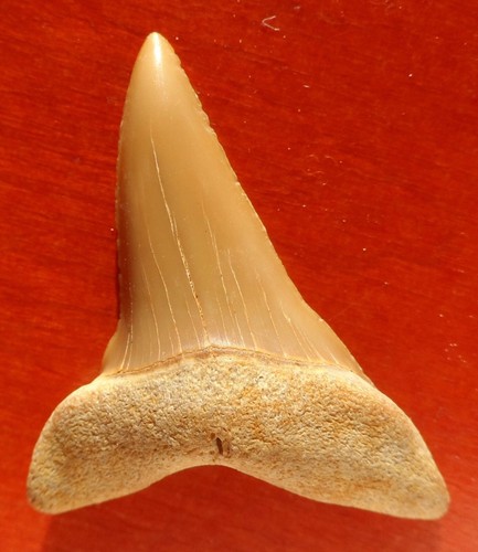 Dent requin fossile du - requin,
