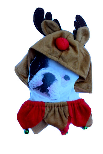 Deguisement caribou chien - caribou, ;