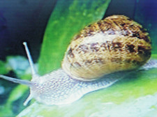 Bave d’escargot pure –