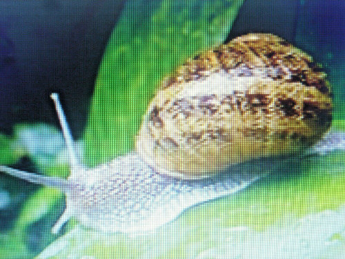 Bave escargot pure - pure, –
