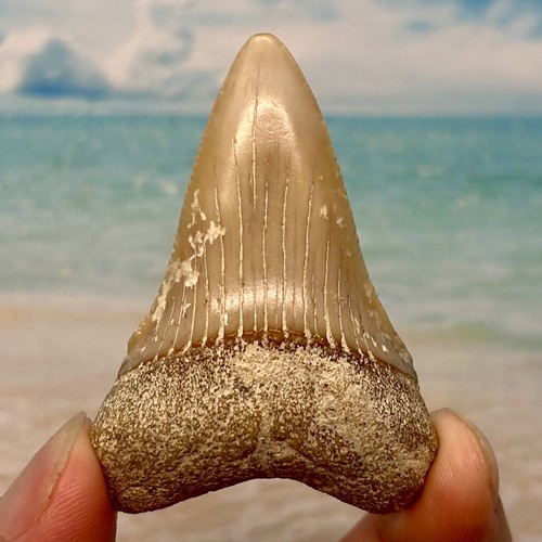 Shark tooth - shark,