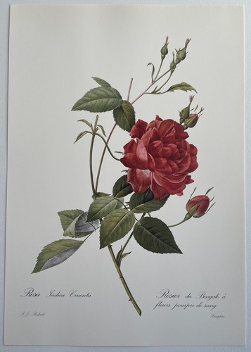Botanique rosier bengale - rosier,
