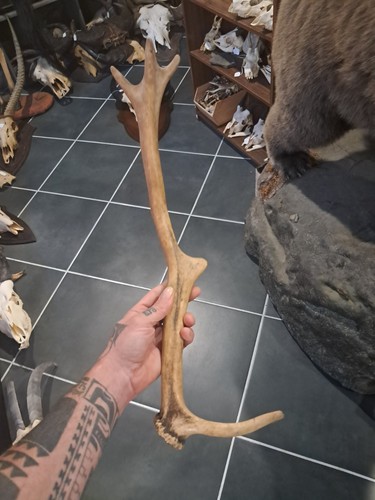 Bois cerf deer - cerf,
