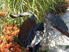 COLOCASIA BLACK MAGIC