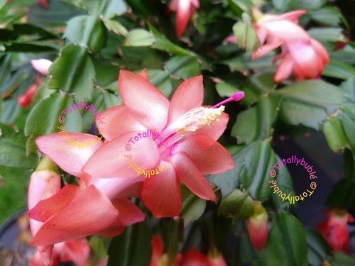 Bouture cutting schlumbergera - bouture,