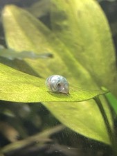 5 PLANORBES - ESCARGOTS EAU