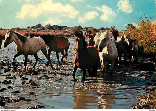 Carte postale animaux - -,