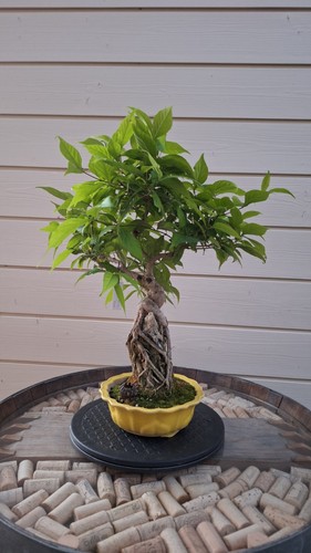 Bonsai callicarpa japonica - ,