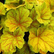 Heuchera 'Electra' - Heuchère jaune et rouge