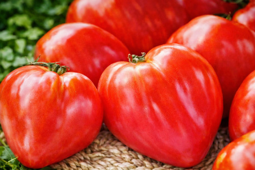 Graines tomate coeur de - graines,