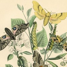 Bouquet de Papillons Pommier