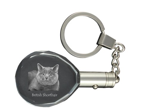 British shorthair porte - british,