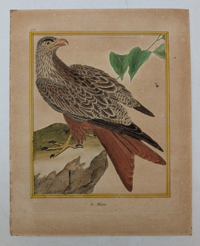Gravure originale rapace - –,