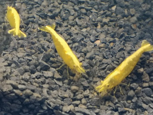 Crevette yellow neon - crevette,