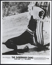 The Doberman Gang ’72 DOBERMAN DOG BITING IN ARM