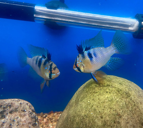 German bleue ramirezi - , (couple)