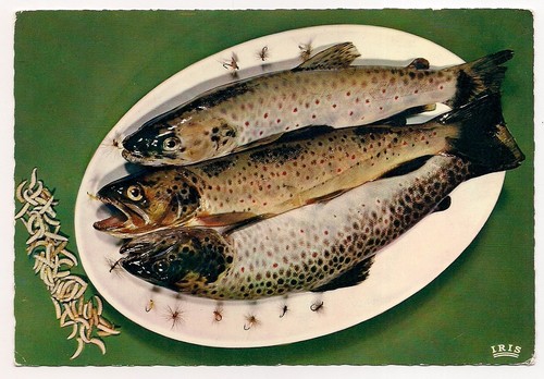Fly catching trout maggots - catching,, trout,