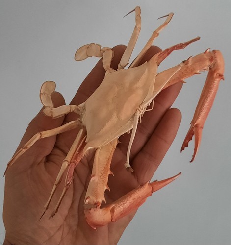 Curiosité taxidermie - curiosité, ,