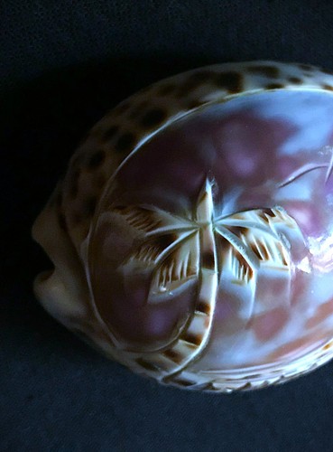 Coquillage porcelaine sculpté