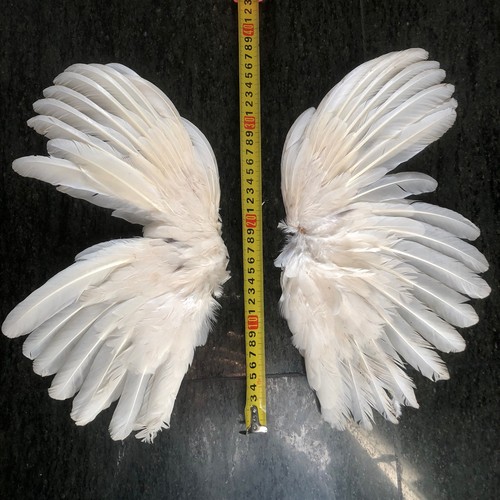 Paire ailes blanches - paire, d