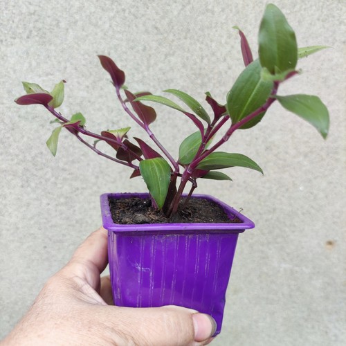 Tradescantia chrysophylla - tradescantia,