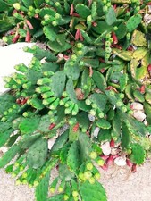 Cactus Prickly Pear Winter hardy 9 pads