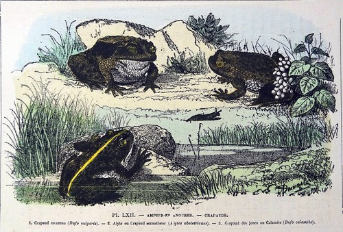 Amphibiens anoures crapaud - amphibiens, anoures-
