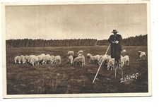 40  BERGER SUR ECHASSE EN