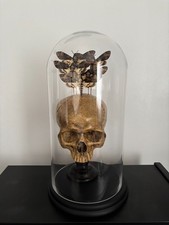 Crâne et papillons sous