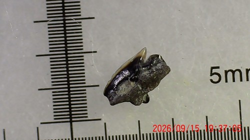 Shark tooth dent requin - tooth, de