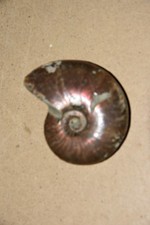 ammonite Aioloceras besairiei