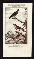 LE BENGALI SIZERIN et LINOTTE gravure de Buffon 1822 réhaussée à l'aquarelle