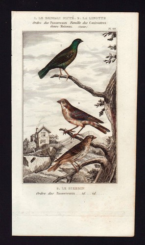 Bengali sizerin linotte - bengali,