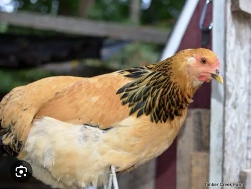 Buff brahma hatching eggs - hatching, 12