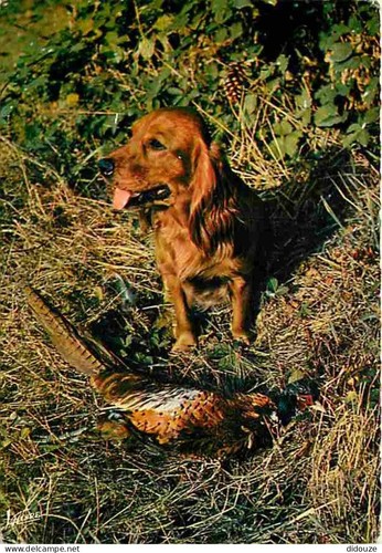 Carte postale animaux - postale,