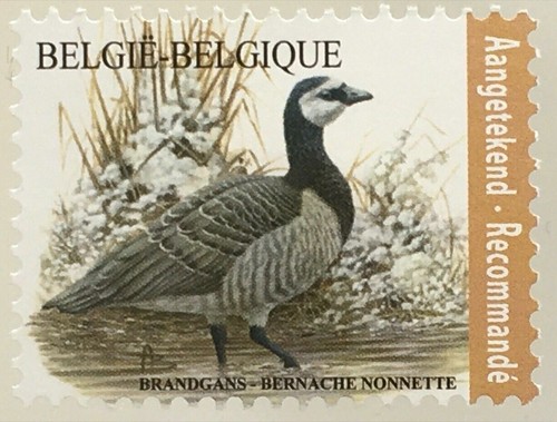 Belgique**OIE-Bernache