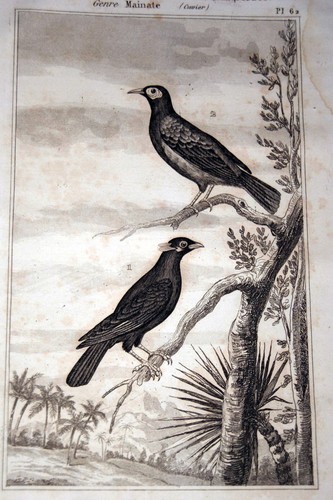Oiseaux buffon gravure - buffon, mainate