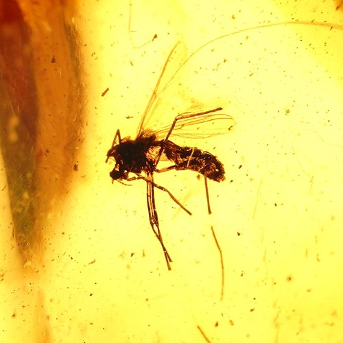 Ambre baltique fossile - fossile, –