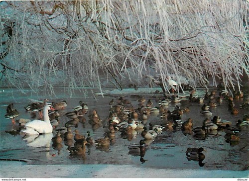Carte postale animaux - -,