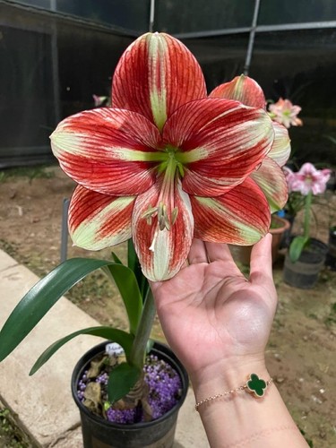 Pretty imported double - pretty,
