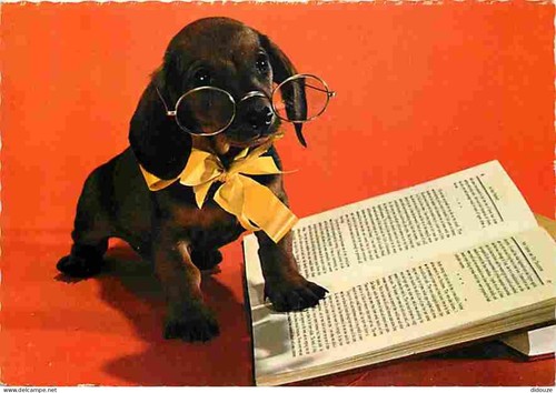 Carte postale animaux - postale,